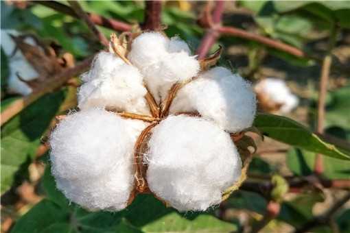新疆种植棉花的有利条件是什么