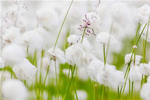 新疆棉花多少钱一斤