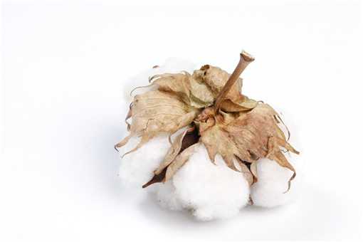 新疆棉花什么时候种什么时候开始采摘