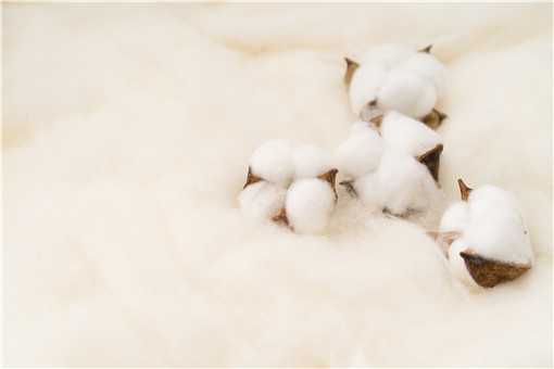 新疆棉花种植时间和收获时间