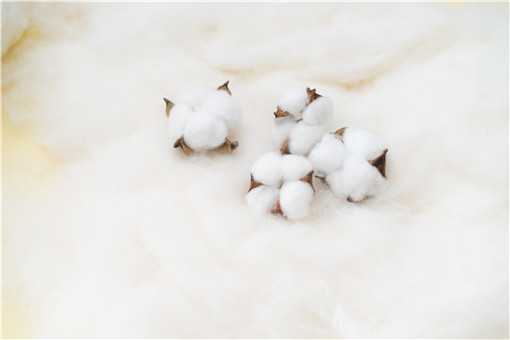 新疆棉花种植时间和收获时间