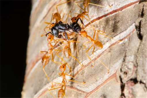 红火蚁具体怎么消灭用什么药 红火蚁用什么药杀灭