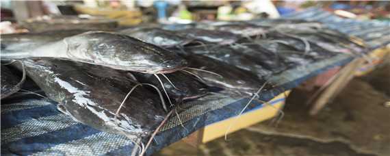 鲶鱼养殖条件和要求