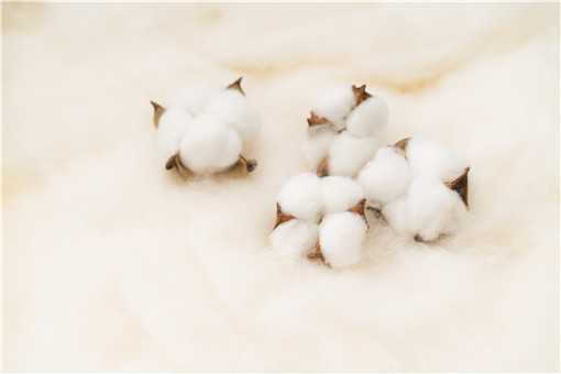 新疆棉花质量好的原因你都知道吗（新疆棉花产量高质量好的原因）