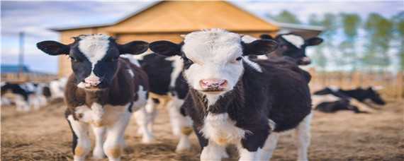 牛的生活习性和特征 牛的特点和生活特征