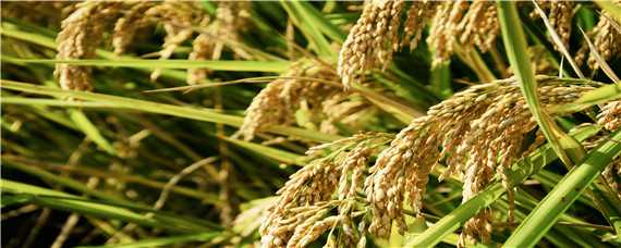 垦稻23水稻品种介绍 垦稻23水稻品种是优质米吗