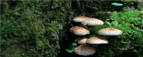 蘑菇生长环境