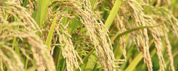 绥粳106水稻种子的主要特征 水稻品种绥粳103真实性