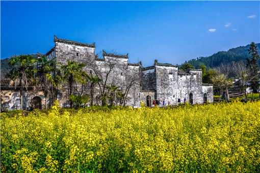 婺源油菜花在哪个景区