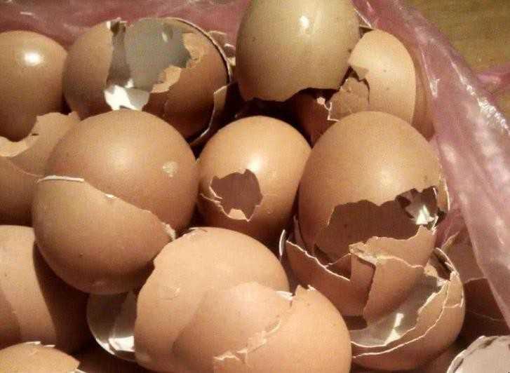 鸡蛋壳有什么用处 鸡蛋壳有什么用处谜语