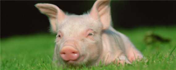 农村可以养猪吗?