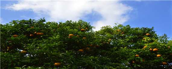 春季柑橘要打什么农药