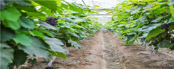中原地区种植葡萄