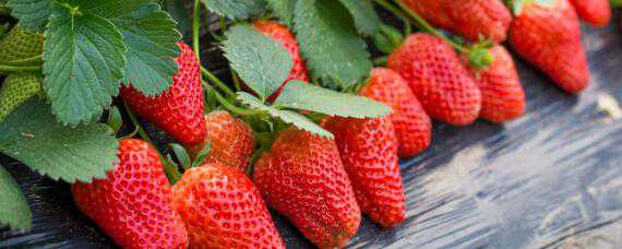 草莓的生长环境和条件 草莓的生长环境和条件简介