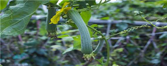 露天丝瓜哪个品种最高产 最高产的丝瓜品种