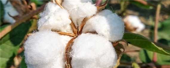 美国棉花种植时间