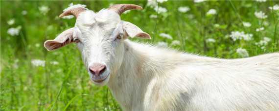 母羊下单羔是什么原因 羊下单羔是公羊问题吗