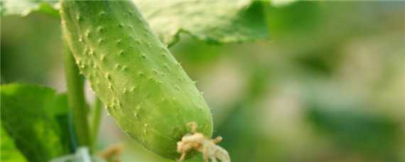 黄瓜怎么种植和管理