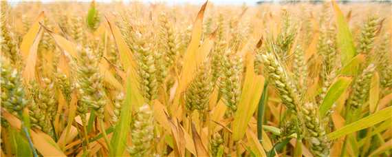 小麦的生长环境 小麦的生长环境及播种和收获的时间