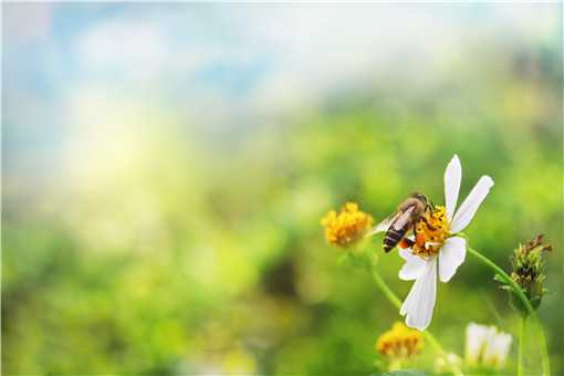 怎么样才能养好蜜蜂 怎么样才能养好蜜蜂我的世界