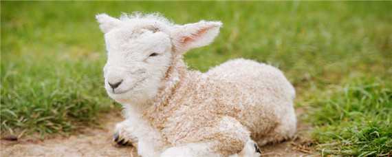 小尾寒羊与萨福克杂交的优势（纯种萨福克公羊和小尾寒羊）