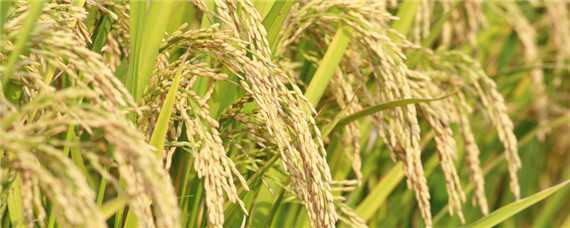 再生稻品种有哪些 再生稻的品种