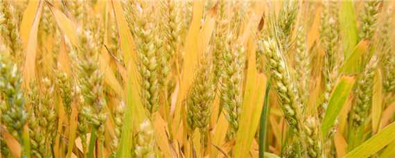 春节后小麦的管理技术要点 小麦春季管理要点