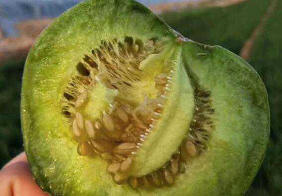 绿宝石瓜怎么吃 绿宝石瓜的食用方法方式