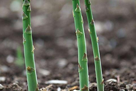 芦笋根的种植方法和时间