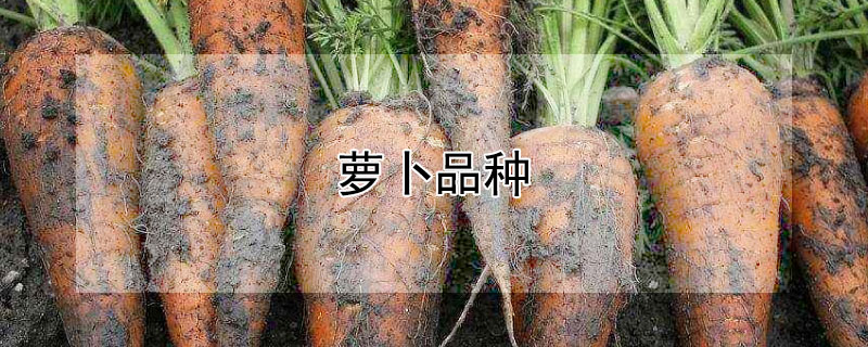 萝卜品种