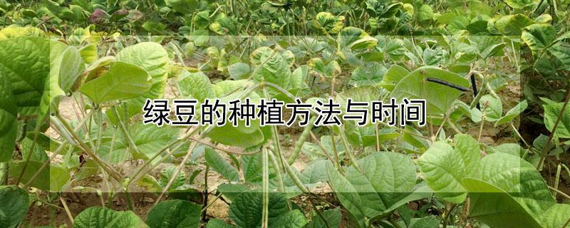 绿豆的种植方法与时间