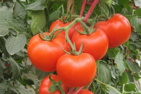 种的西红柿为什么会烂