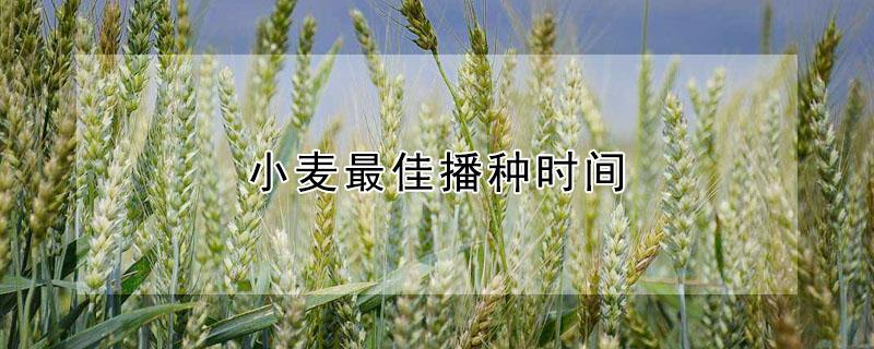 小麦最佳播种时间