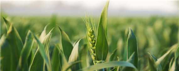 小麦追肥年前好年后好 小麦过年后施肥最佳时间