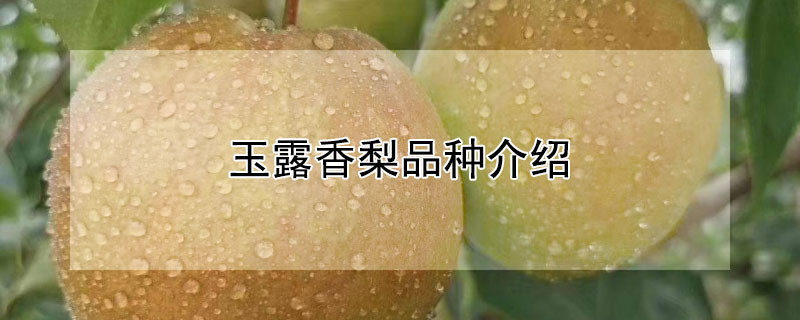 玉露香梨品种介绍