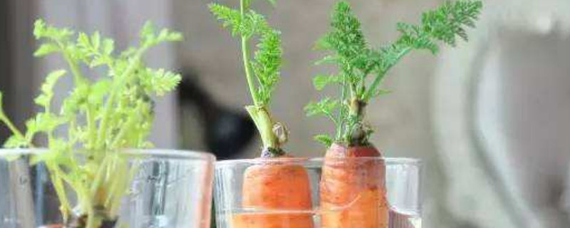 胡萝卜根水培能活多久