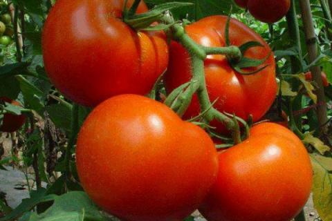 番茄挂果后的施肥方法