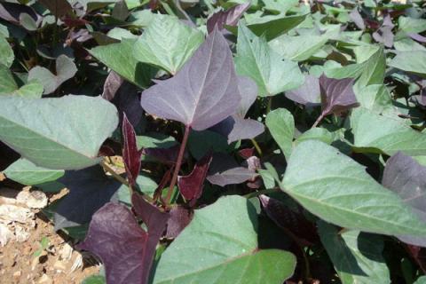 紫薯栽培技术