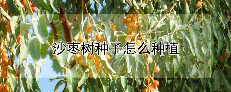 沙枣树种子怎么种植
