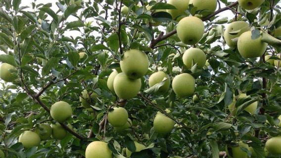 黄皮苹果是什么品种