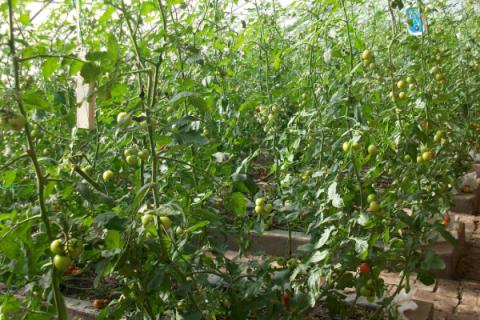 怎样栽培西红柿