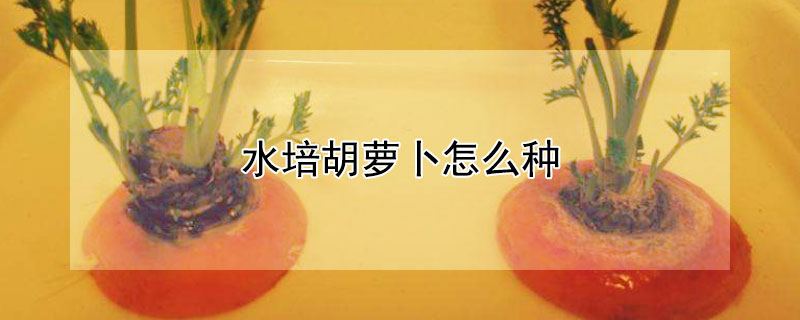 水培胡萝卜怎么种
