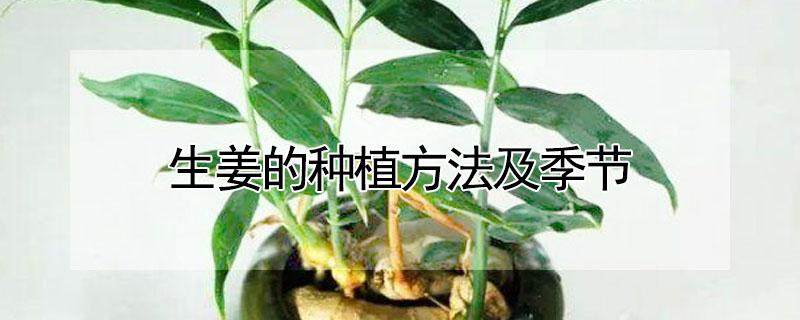 生姜的种植方法及季节