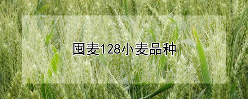 囤麦128小麦品种