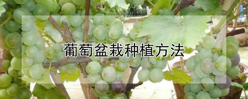 葡萄盆栽种植方法