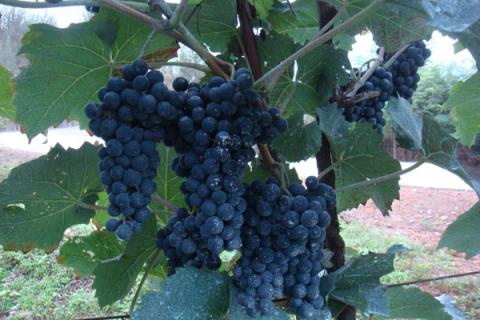 小葡萄是什么品种