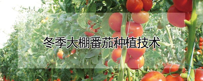 冬季大棚番茄种植技术