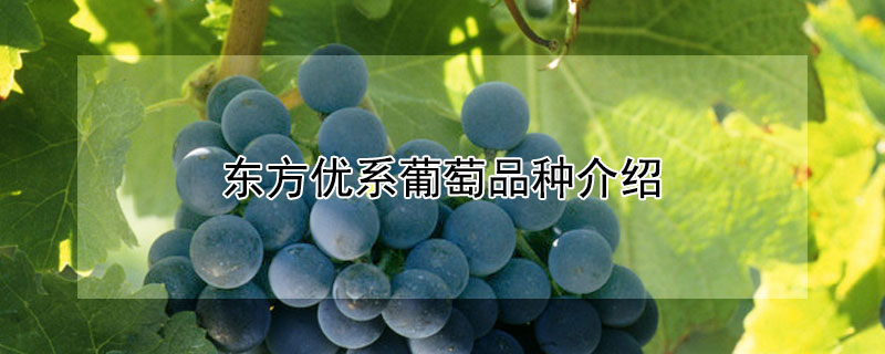 东方优系葡萄品种介绍