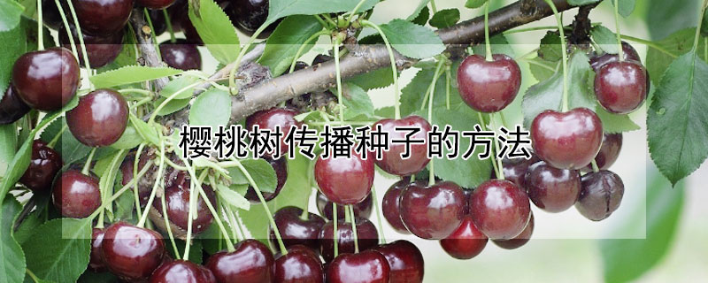 樱桃树传播种子的方法