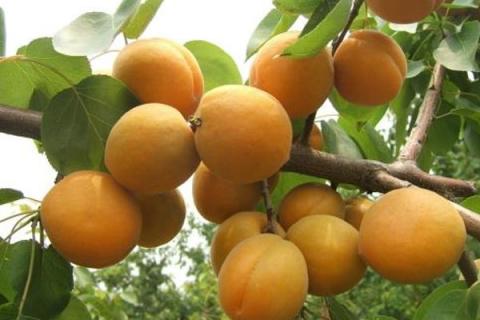 杏子是水果吗